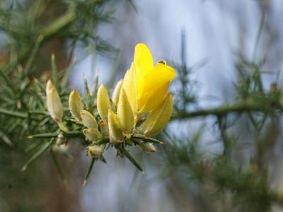 Mellow yellow… spiky!