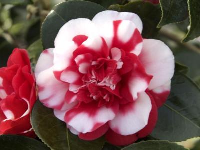 My camellia is blooming