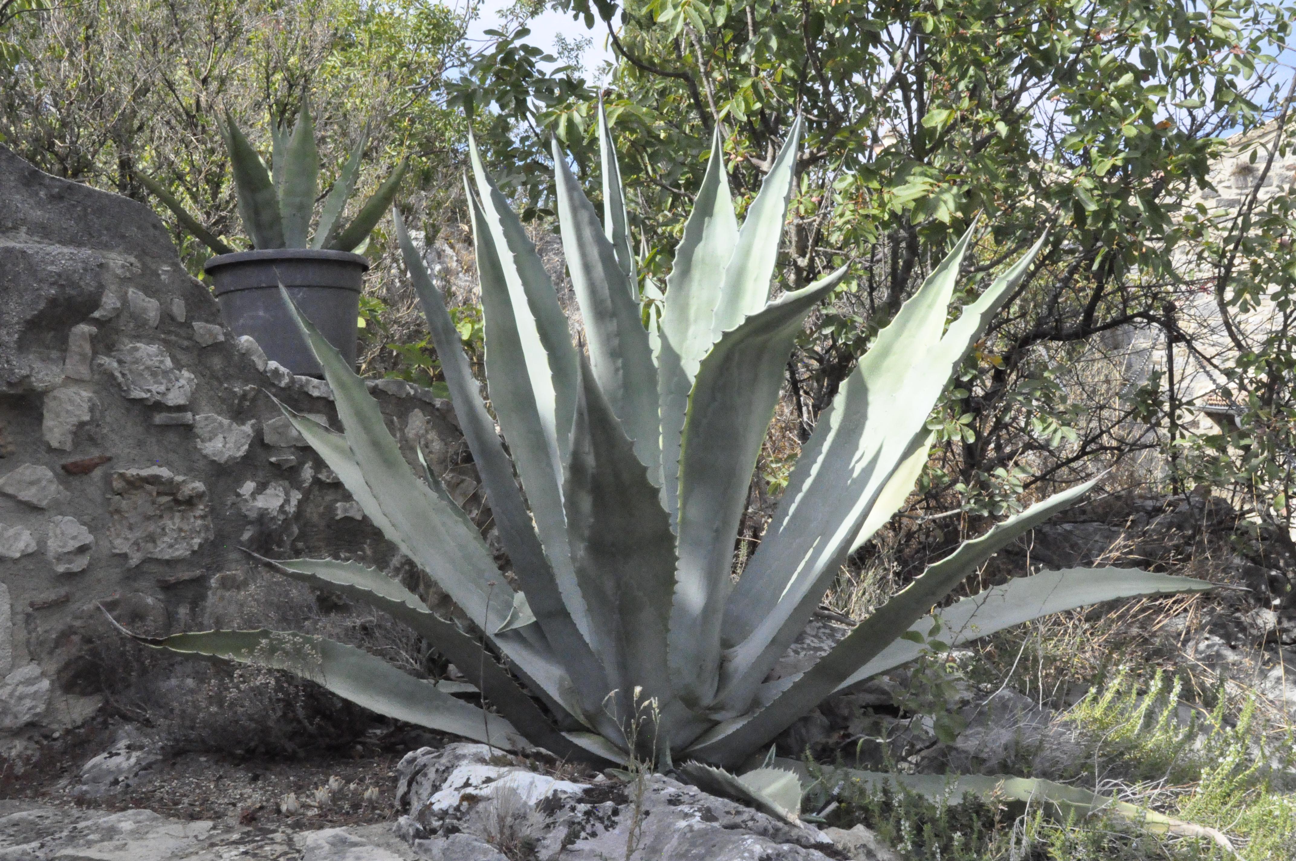 Prickly Plant Unidentified Nature And Garden Forum