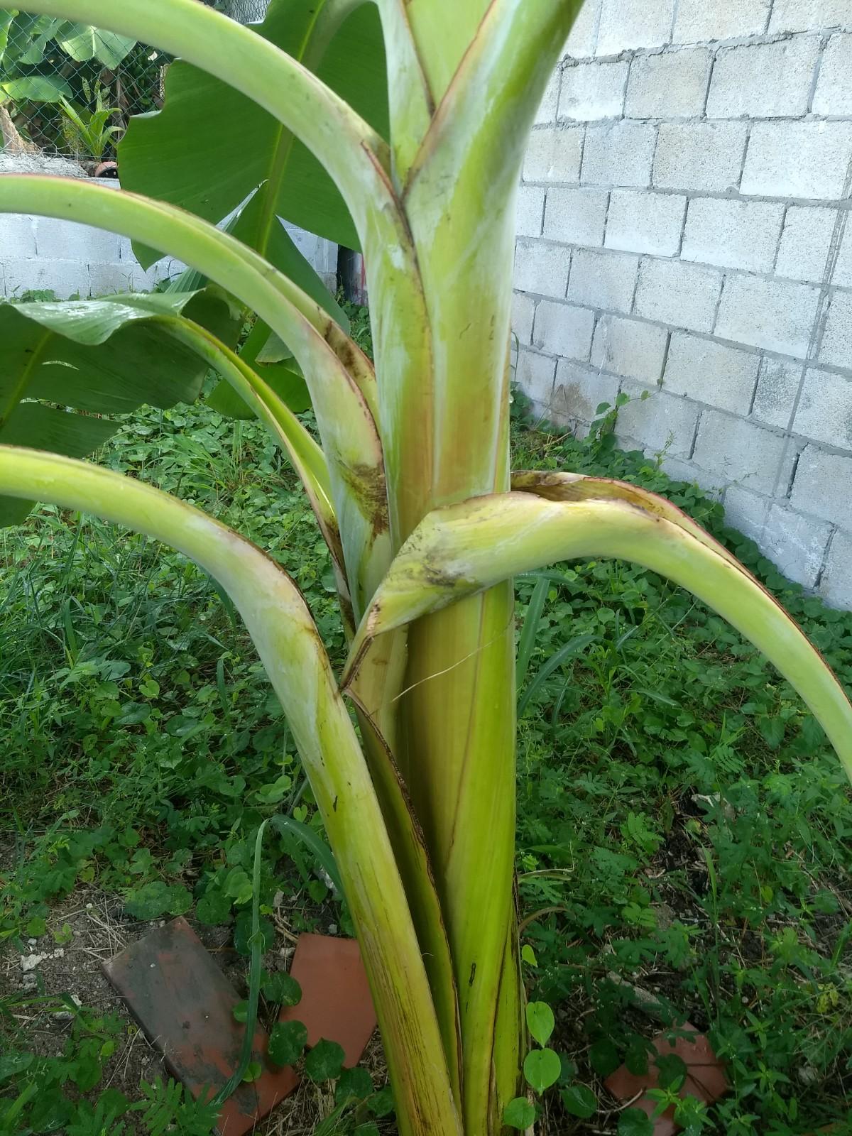Plantain tree with separating leaves