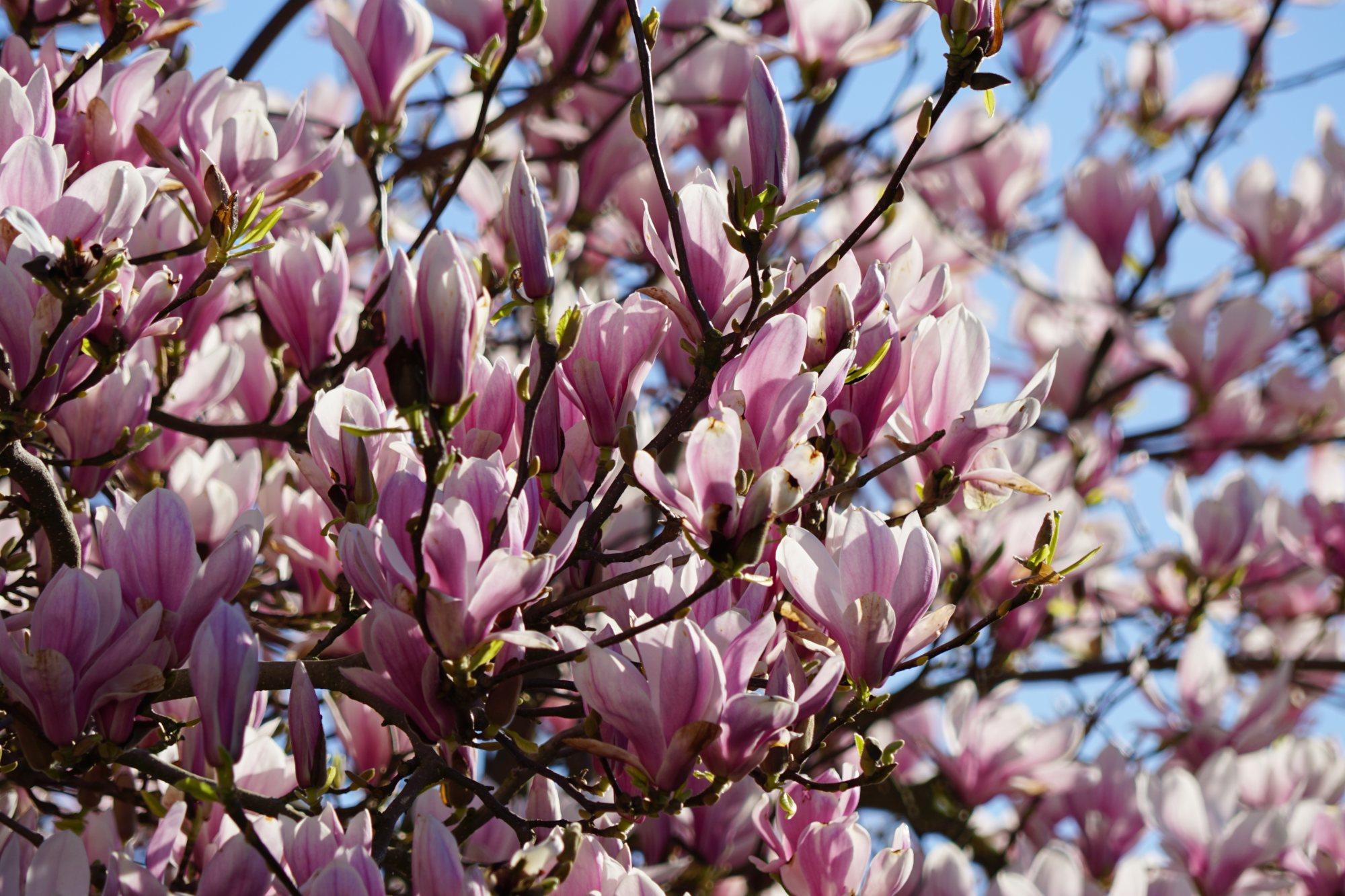 magnolia in full bloom after easter
