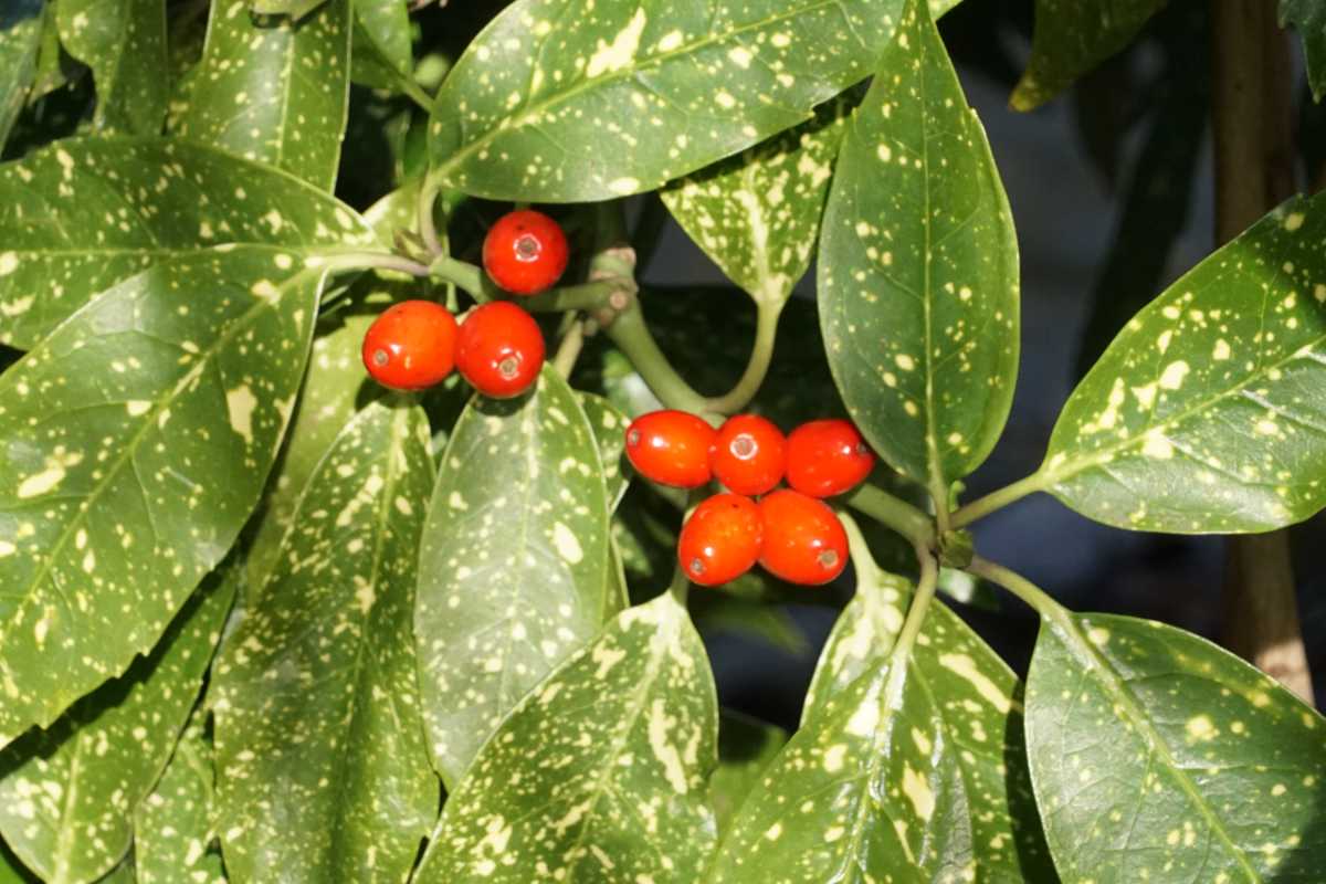 berries-on-spotted-laurel-edible-or-toxic