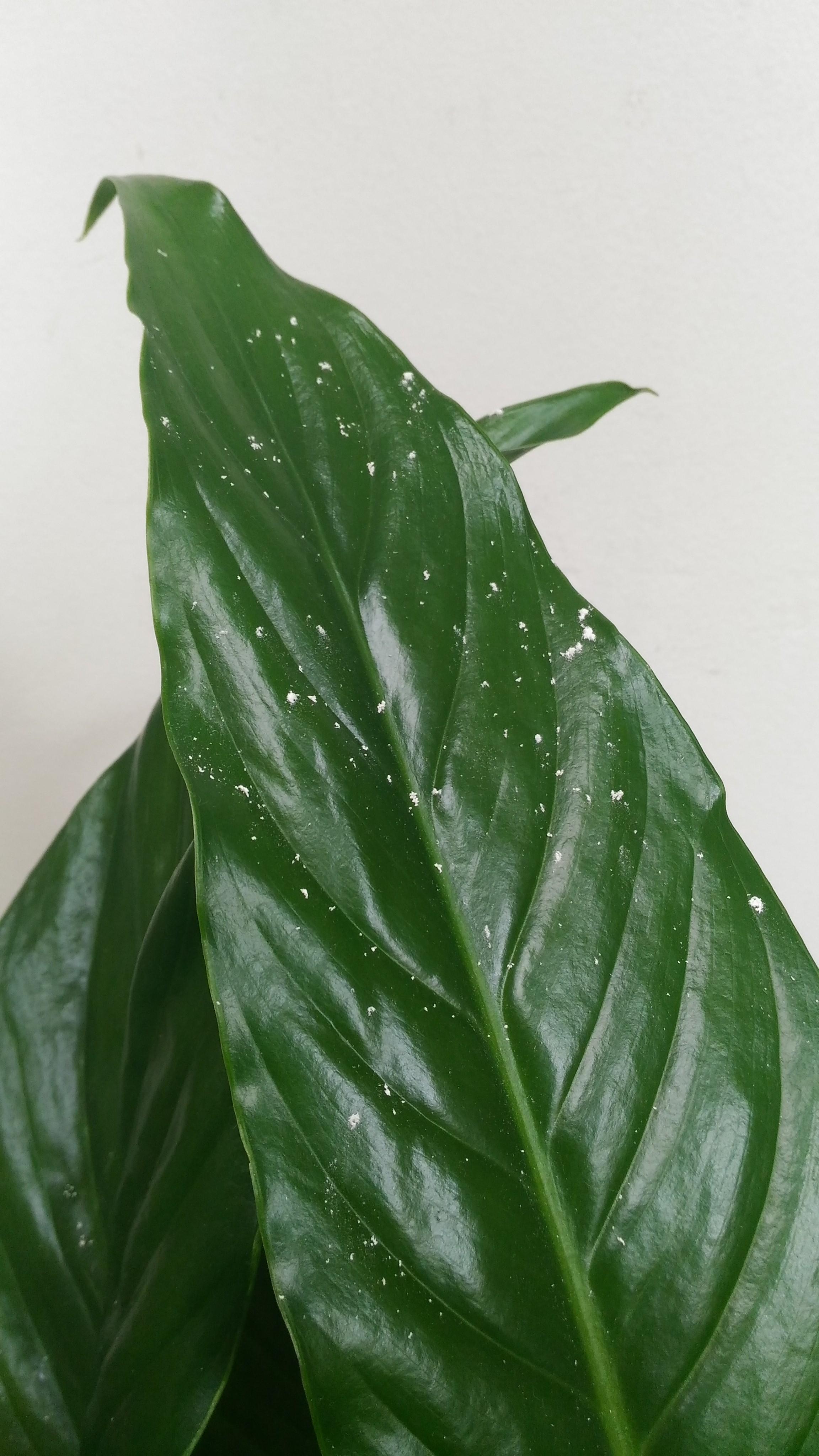 peace lily leaves
