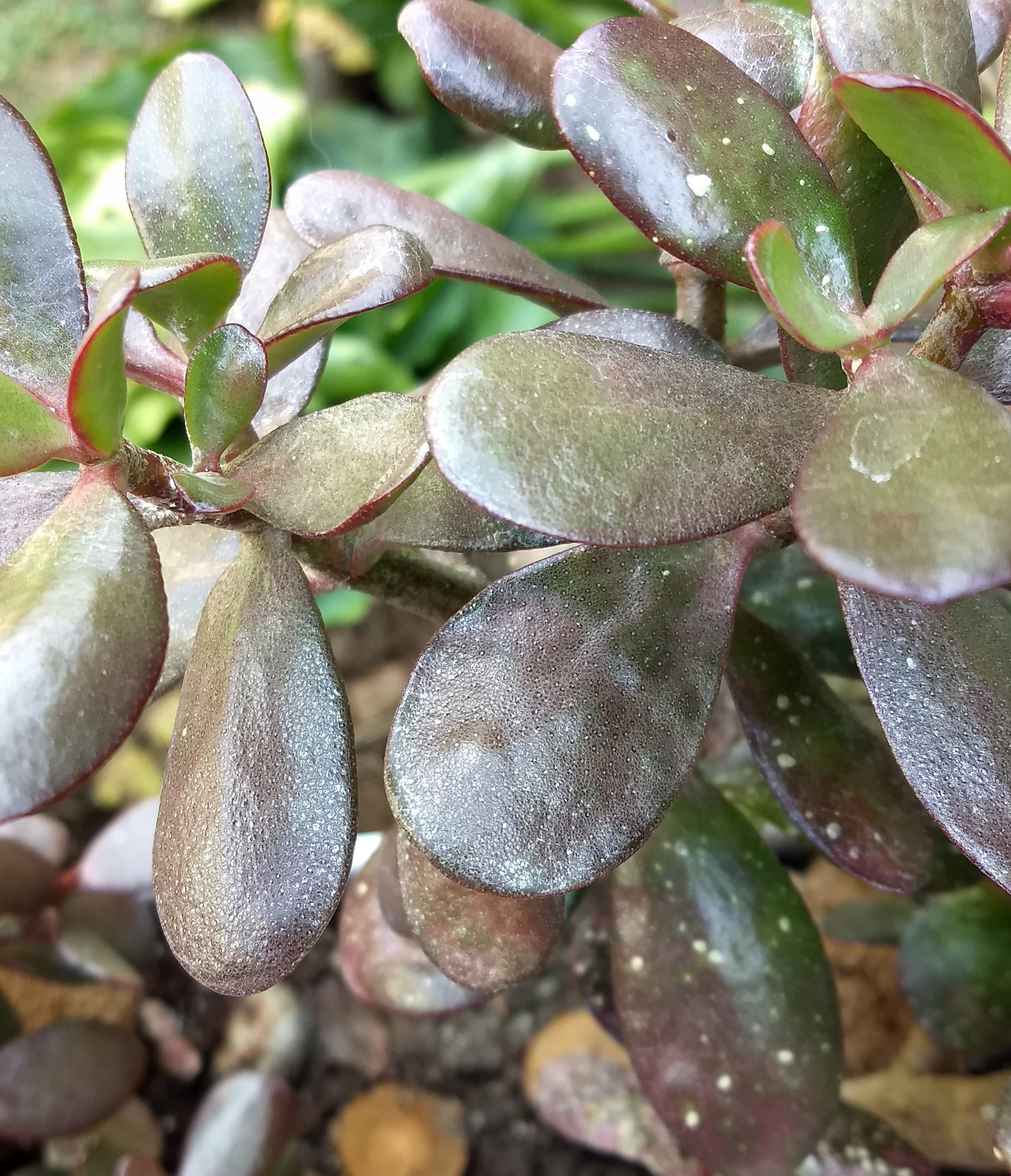 Scale On Jade Plant | Hot Sex Picture