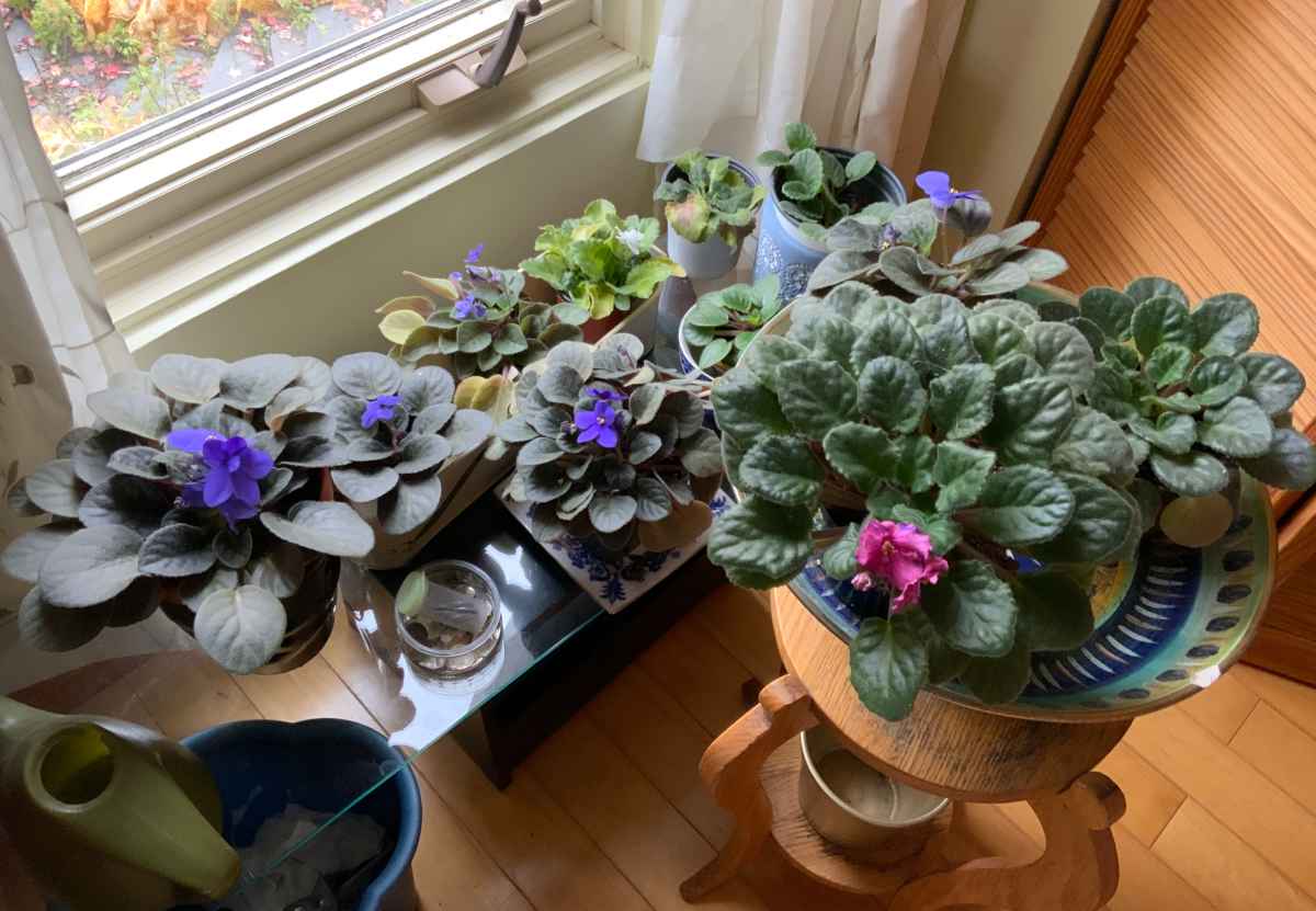 my-own-african-violets