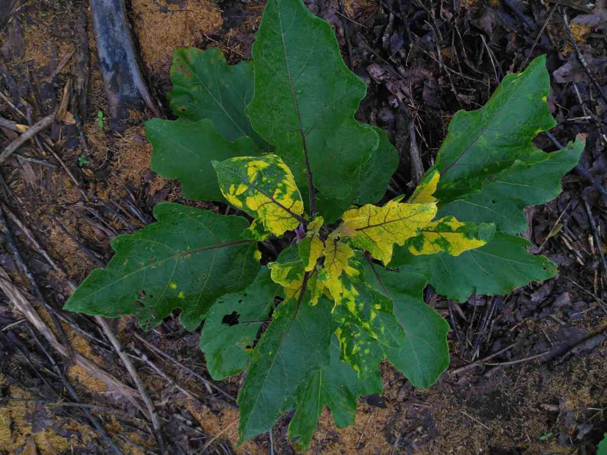 yellow-spots-on-eggplant-leaves