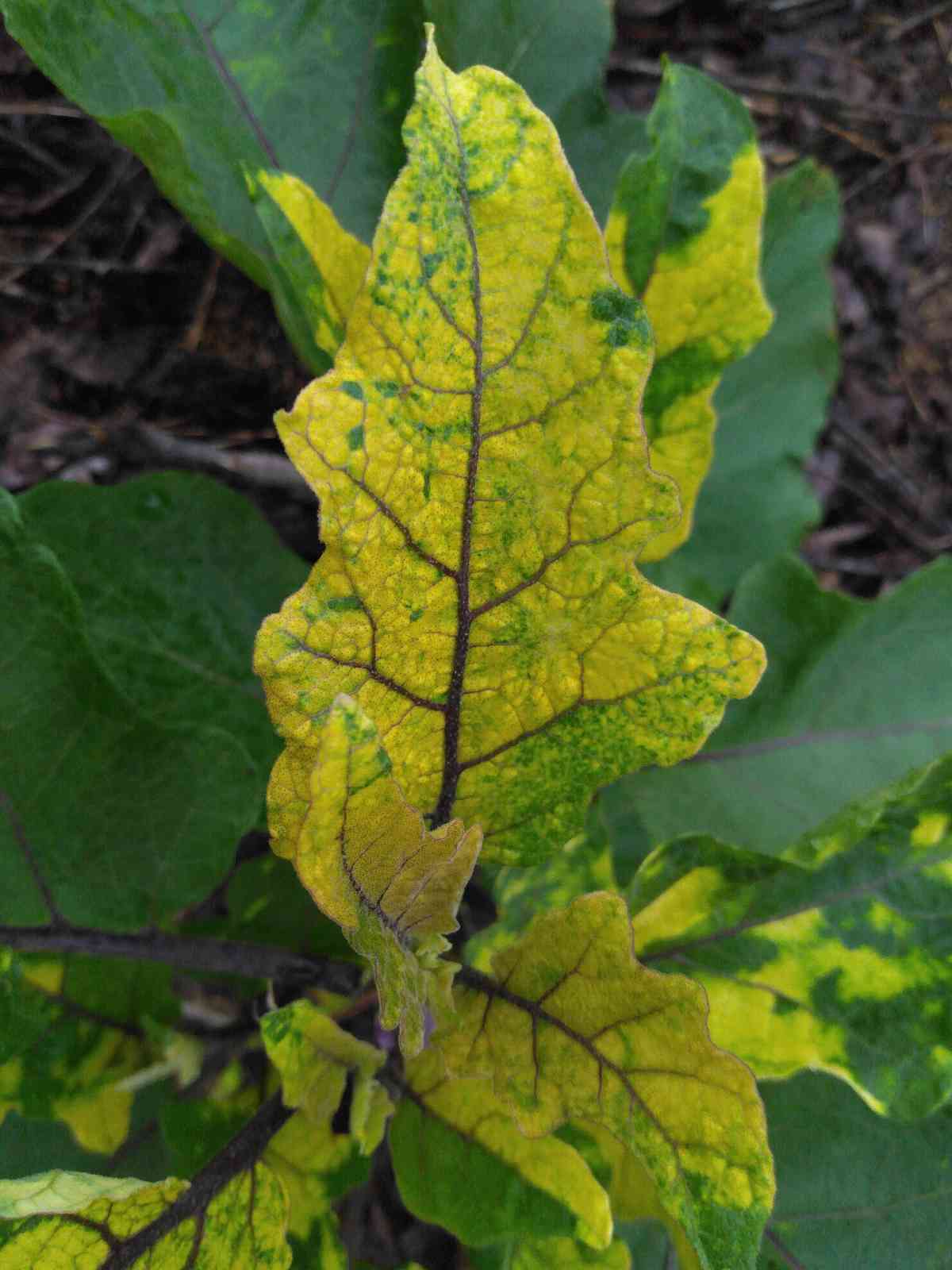 yellow-spot-spreading-on-eggplant-leaf