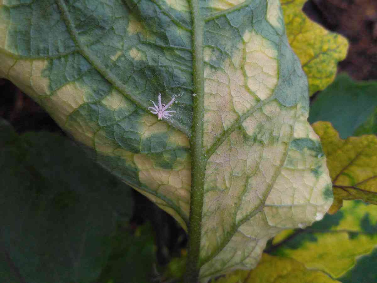 spots-on-eggplant-bug