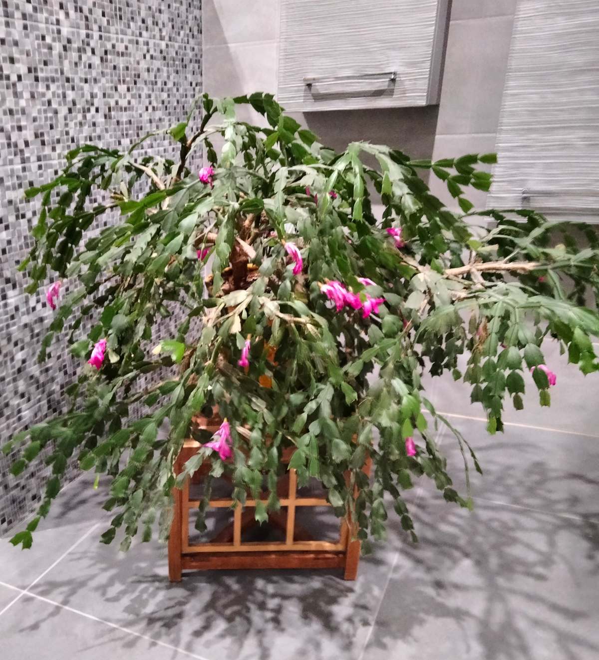 large-easter-cactus-plant