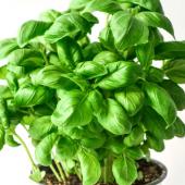 Basil growing in a container pot.