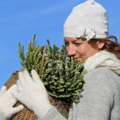 Erica heather is perfect for pots and baskets and carried around.