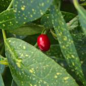 Single red cherry laurel berry on a cherry laurel shrub