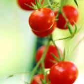 Cherry tomatoes growing on the plant.