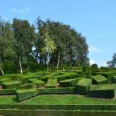 Shaped boxwood shrubs forming boxes