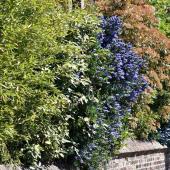 Four seasons hedge, a hedge that is beautiful all year long