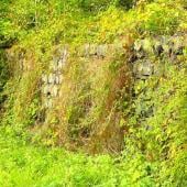Rock wall associated to a hedge