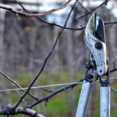 Shears for pruning shrubs and trees