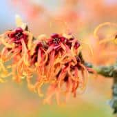 Witch hazel blooming in winter