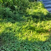 Plants to replace grass with