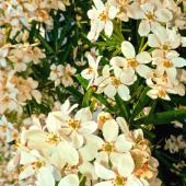 Mexican orange shrub in full bloom.