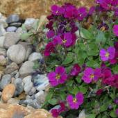 Mineral mulch gravel with flower