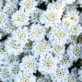 Candytuft spreading ground cover, white.
