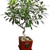 Ficus retusa bonsai in a red enamel clay pot.