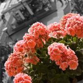 Salmon-colored geranium with black & white background