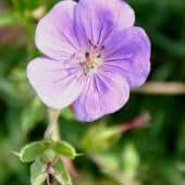 Single, pale violet geranium rozanne flower.