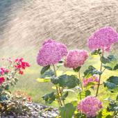 Watering plants in summer, here a hydrangea and fuchsia