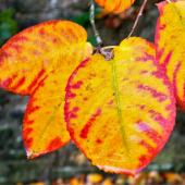 Beautiful fall colors on amelanchier leaves