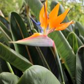 Bird of paradise flower opening with yellow petals against a leafy background.