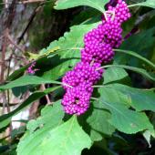 Callicarpa shrub with a loaded branch of berries.