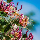 Honeysuckles help spread delicious smells for a fragrant garden.