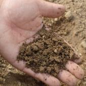 Sandy soil in a hand, the best way to identify the type of soil.