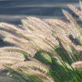 Wispy grasses in the wind for a wild garden
