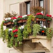 A balcony in winter overloaded with green ivy and red and white cyclamen flowers.