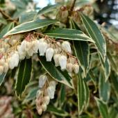 Pieris japonica, the Japanese andromeda, here in bloom with variegated leaves
