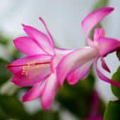 Schlumbergera, also called the season's cactus, in full bloom.