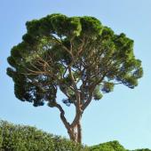 Stone pine tree seen from below