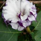 Datura flower, double or triple, with white and purple petals