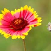 Gaillardia, the blanket flower, with an older flower gone to seed