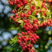 Bountiful branch of red hawthorn berries.