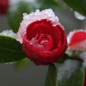 Snow covers a blood red camellia flower opening up.