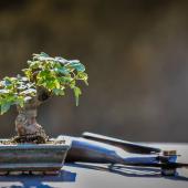 create bonsai guide