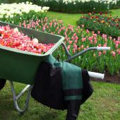 A wheelbarrow in front of tulip beds show introduce spring garden tasks.