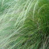 A close-up of a clump of Mexican feather grass.