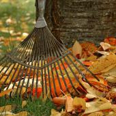 A rake and leaves against a cherry tree trunk.