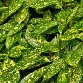 Spotted laurel leaves