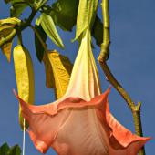 Dangling brugmansia flower opening up to reveal peach-colored blooms.